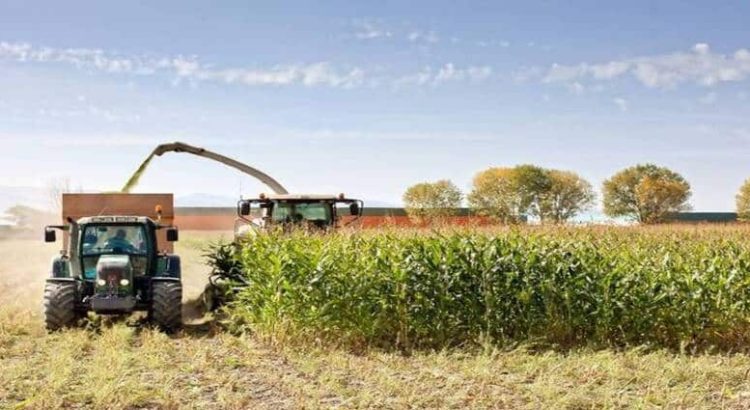 En Sinaloa, la agricultura corre un serio peligro de derrumbarse