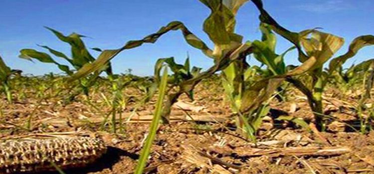 Sinaloa presenta la peor sequía de todos los tiempos
