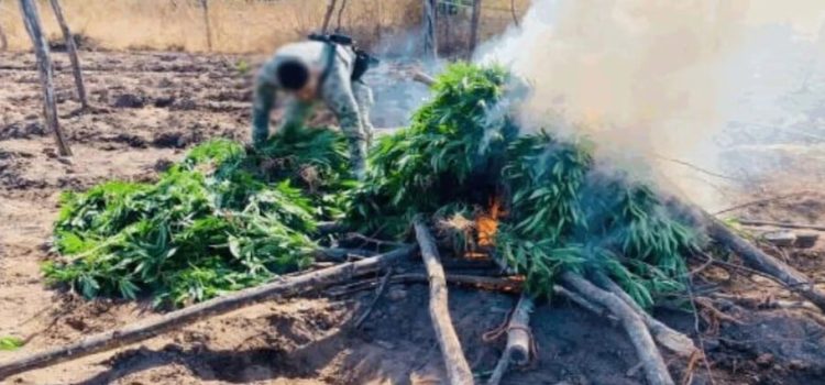 Aseguran sembradío de marihuana en Sinaloa con más de 2 mil 500 plantas