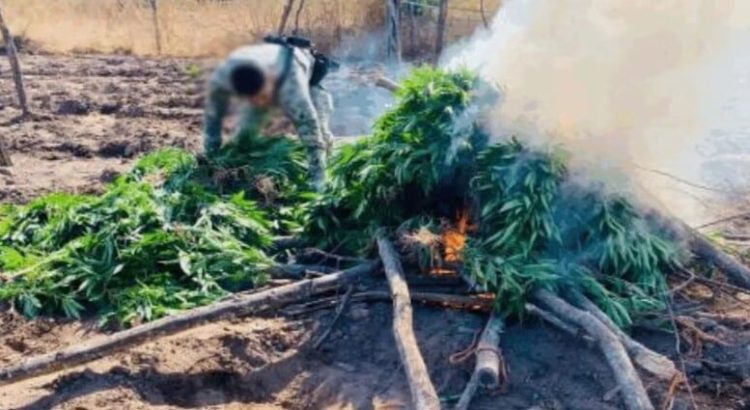 Aseguran sembradío de marihuana en Sinaloa con más de 2 mil 500 plantas