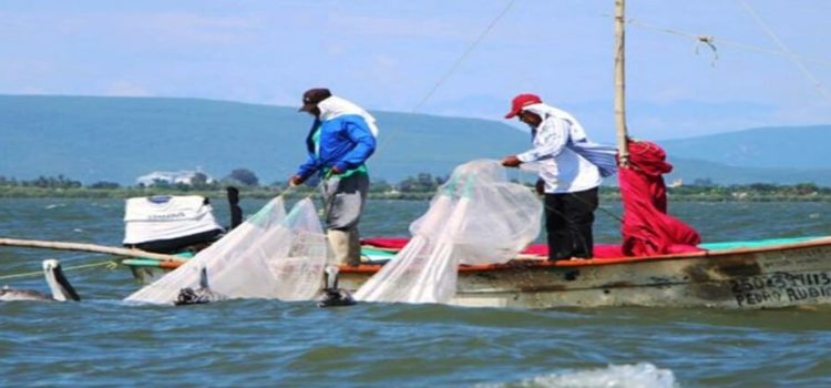 Pescadores de Sinaloa recibirán 11 mil pesos de Bienpesca Estatal y Federal