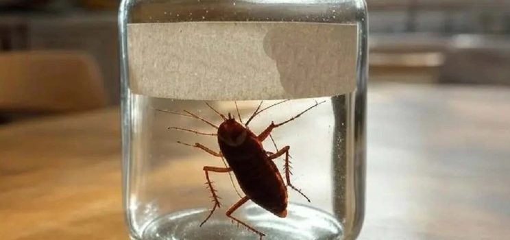 ¿Ardido o despechado?, ponle el nombre de tu ex a una cucaracha