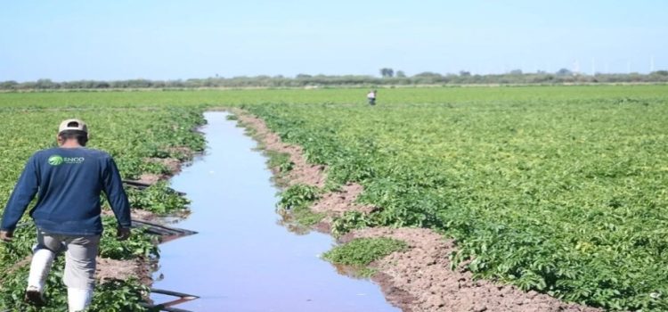 Productores de Ahome acusan desorden en el reparto de agua