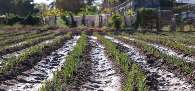 Heladas afectan cultivos en Sinaloa