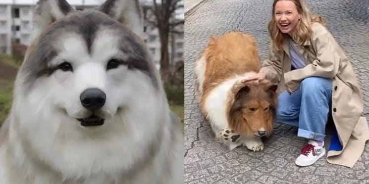 Zoologico ofrece a usuarios experimentar una “vida de perro”
