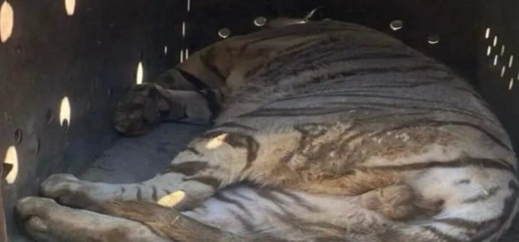 Rescatan dos tigres abandonados por grupos criminales en Sinaloa