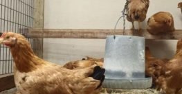 El nuevo negocio en Estados Unidos: rentar gallinas