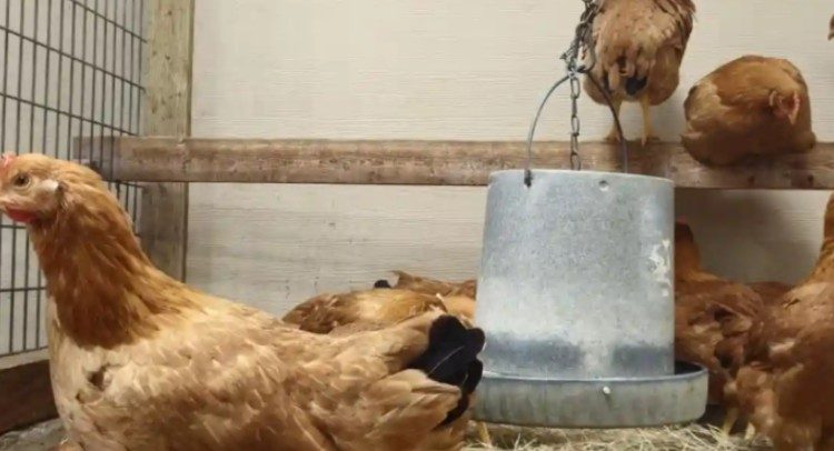 El nuevo negocio en Estados Unidos: rentar gallinas
