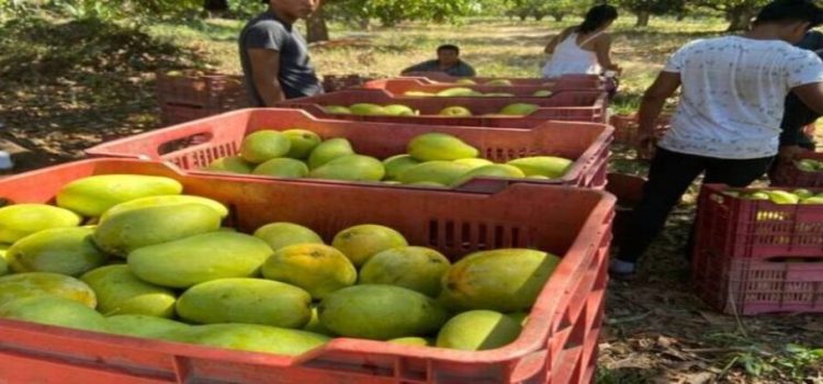Mango del sur de Sinaloa en peligro por la sequía en el estado Mango del sur de Sinaloa en peligro por la sequía en el estado
