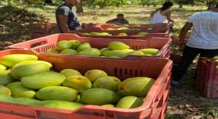 Mango del sur de Sinaloa en peligro por la sequía en el estado