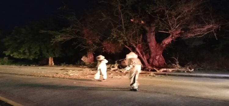 Abejas atacan a hombre en la colonia 12 de Octubre Abejas atacan a hombre en la colonia 12 de Octubre