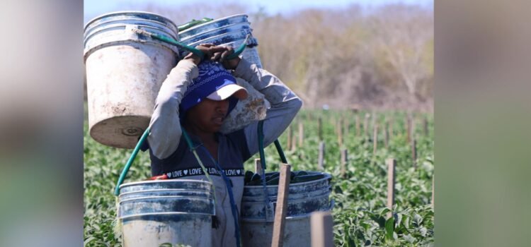 Ley Silla llegará a campos agrícolas de Sinaloa Ley Silla llegará a campos agrícolas de Sinaloa