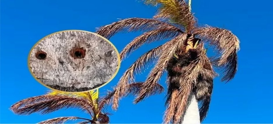Confirman ecocidio en Los Mochis; palmas protegidas fueron envenenadas con herbicida